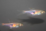 Rasbora Espei